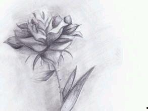 花素描图片,素描中的自然之美