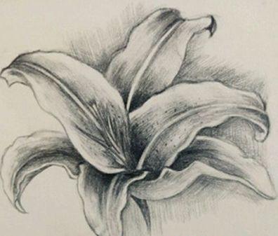 花素描图片,素描中的自然之美