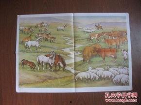 马羊图片大全,探寻自然界的和谐共生