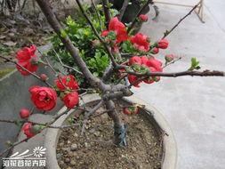 日本海棠花图片,绽放的东方美韵