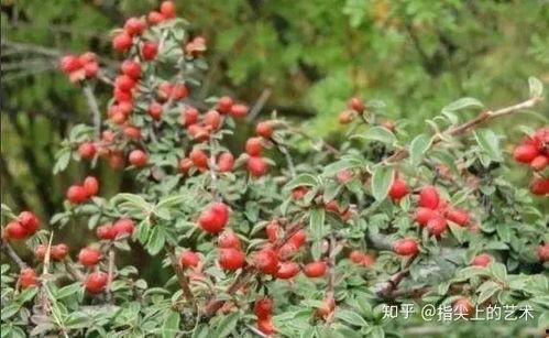 野枸杞盆景图片,自然与艺术的完美融合