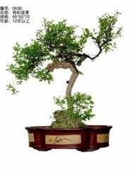 野枸杞盆景图片,自然与艺术的完美融合