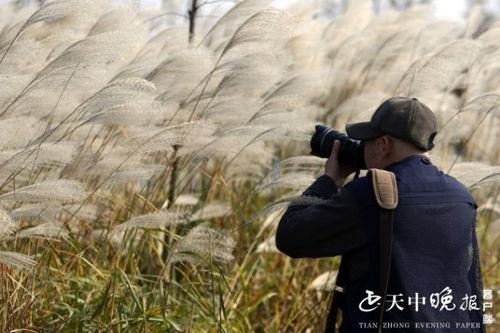 芦花视频,探寻自然之美，记录生活瞬间