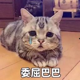 图片可怜,揭示社会角落的温暖与困境