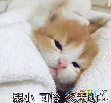 图片可怜,揭示社会角落的温暖与困境