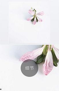 紫刑花图片大全,探寻神秘花海的美丽传说