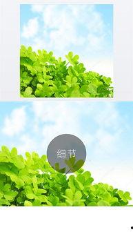 草字图片大全,探寻自然与艺术的完美融合
