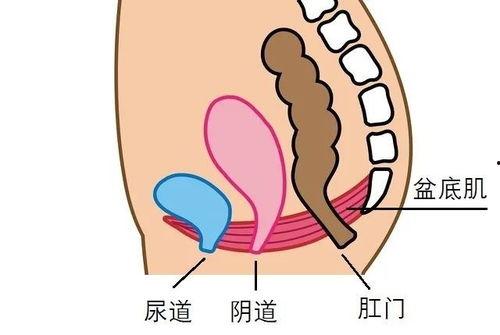 尾骨在哪个位置图片,探寻人体骨骼的神秘角落