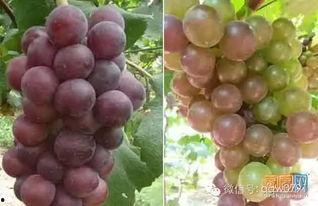 葡萄成熟时 国语,丰收的喜悦与岁月的流转