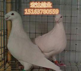 马头鸽子品种大全图片,探寻独特魅力与历史传承