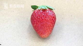种草莓视频,从播种到收获的实用视频教程