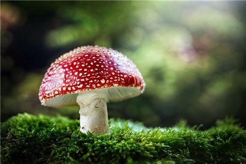 蘑菇视频,探索短视频世界的无限魅力