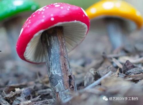 蘑菇视频,探索短视频世界的无限魅力