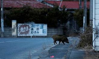 日本发生野猪,生态失衡下的生存挑战