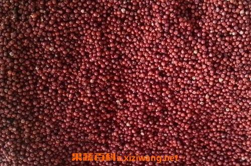 红粟米图片,丰收的象征，大自然的馈赠