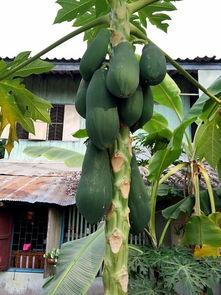 黑娃吃瓜,揭秘娱乐圈背后的秘密与八卦