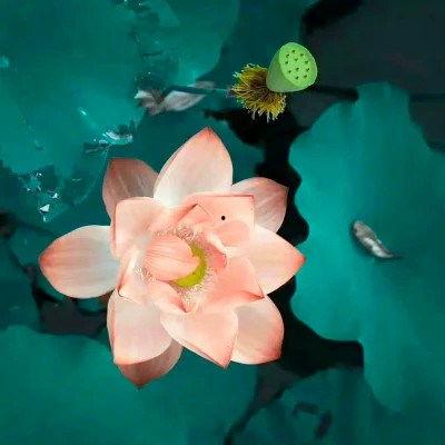 微信图片大全图片花,微信图片大全中的绝美花卉瞬间