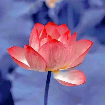 微信图片大全图片花,微信图片大全中的绝美花卉瞬间