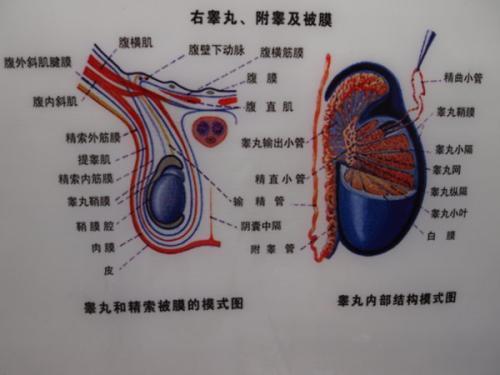 睾丸结节图片,形态、成因及诊断要点