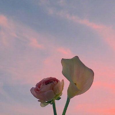 鲜花花束图片大全韩式,花束中的浪漫演绎
