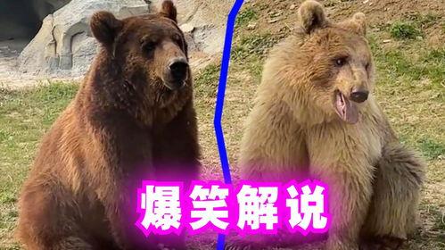 熊二搞笑图片,欢乐满溢的趣味时光