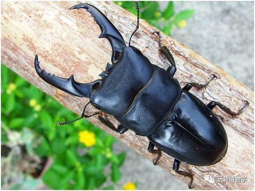 大甲虫图片,大甲虫的神秘世界