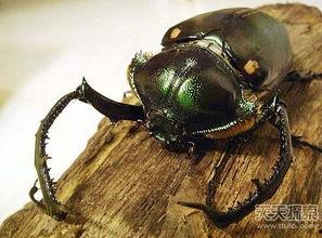 大甲虫图片,大甲虫的神秘世界