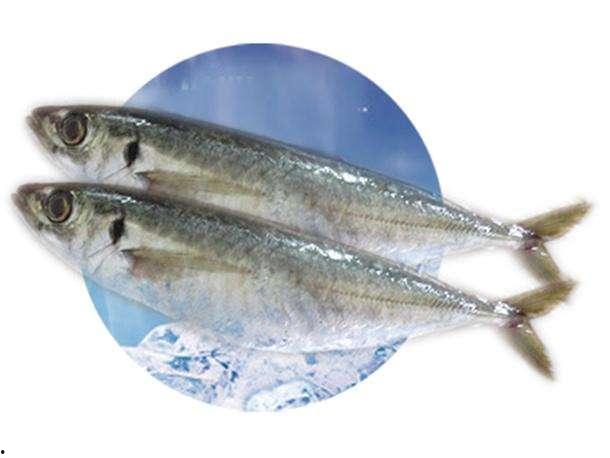 巴浪鱼图片,海洋中的璀璨明珠