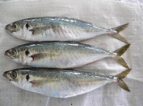 巴浪鱼图片,海洋中的璀璨明珠