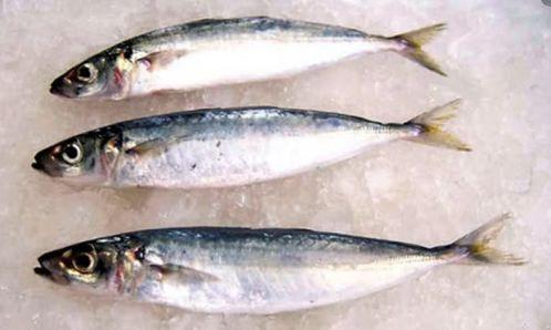 巴浪鱼图片,海洋中的璀璨明珠