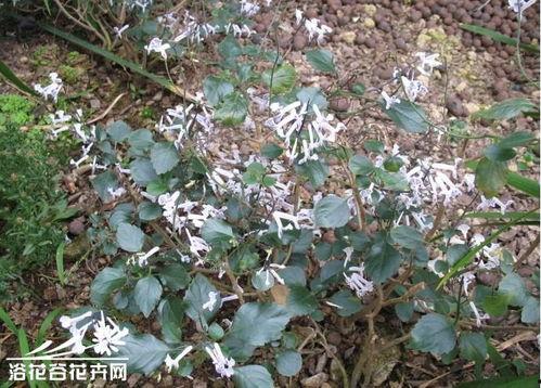 香茶菜图片,自然之香，养生佳品