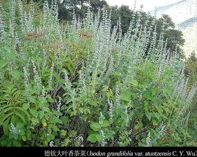 香茶菜图片,自然之香，养生佳品