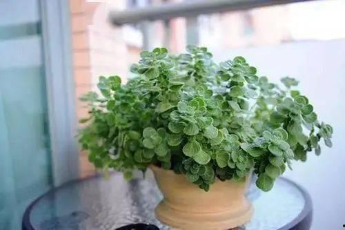 香茶菜图片,自然之香，养生佳品