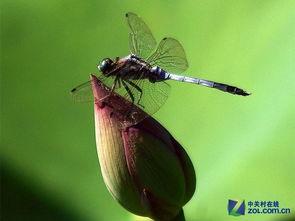 蜻蜓点水视频,捕捉瞬间之美