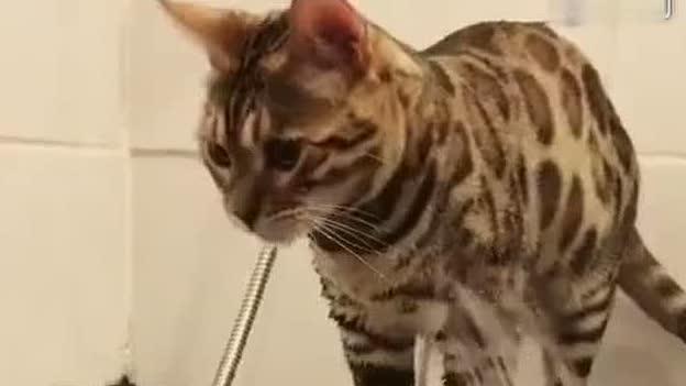 小猫洗澡视频,小猫欢乐戏水大揭秘