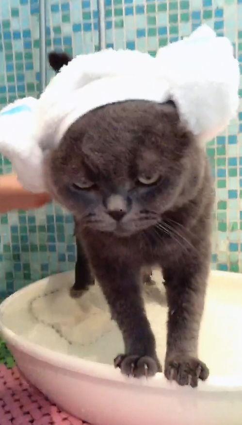 小猫洗澡视频,小猫欢乐戏水大揭秘