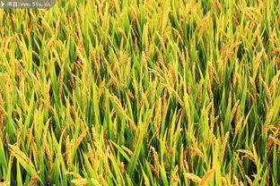 稻谷图片大全大图,图片大全中的金黄画卷