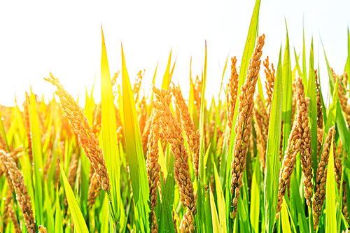 稻谷图片大全大图,图片大全中的金黄画卷