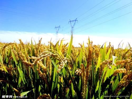 稻谷图片大全大图,图片大全中的金黄画卷