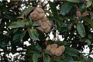 风流果的功效与图片,养生佳品，美容养颜的秘密武器