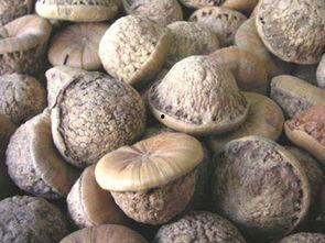 风流果的功效与图片,养生佳品，美容养颜的秘密武器