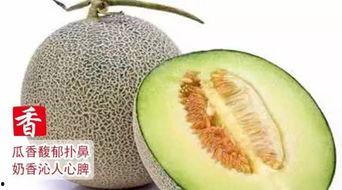 网纹哈密瓜今日特卖,尽享夏日甜蜜优惠！