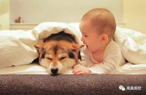 日本女人和动物,和谐共生的美丽画卷