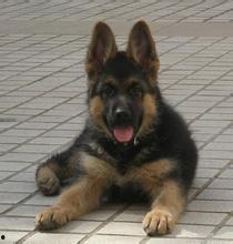 大狼狗图片,守护家园的忠诚卫士