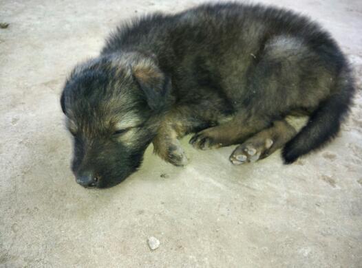 大狼狗图片,守护家园的忠诚卫士