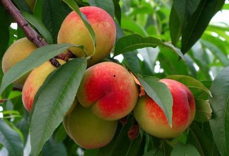 桃子的图片大全