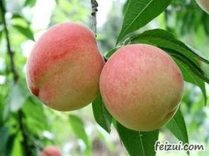 桃子的图片大全