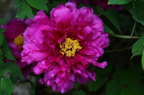 紫牡丹图片,绽放的皇家贵族之花