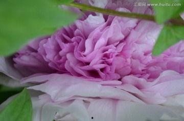 紫牡丹图片,绽放的皇家贵族之花