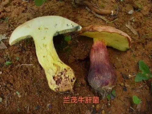 野生牛肝菌图片,野生牛肝菌的神秘魅力